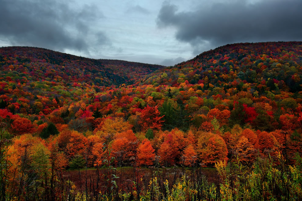 fall leaves