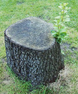 Tree-stump-with-green-shoot