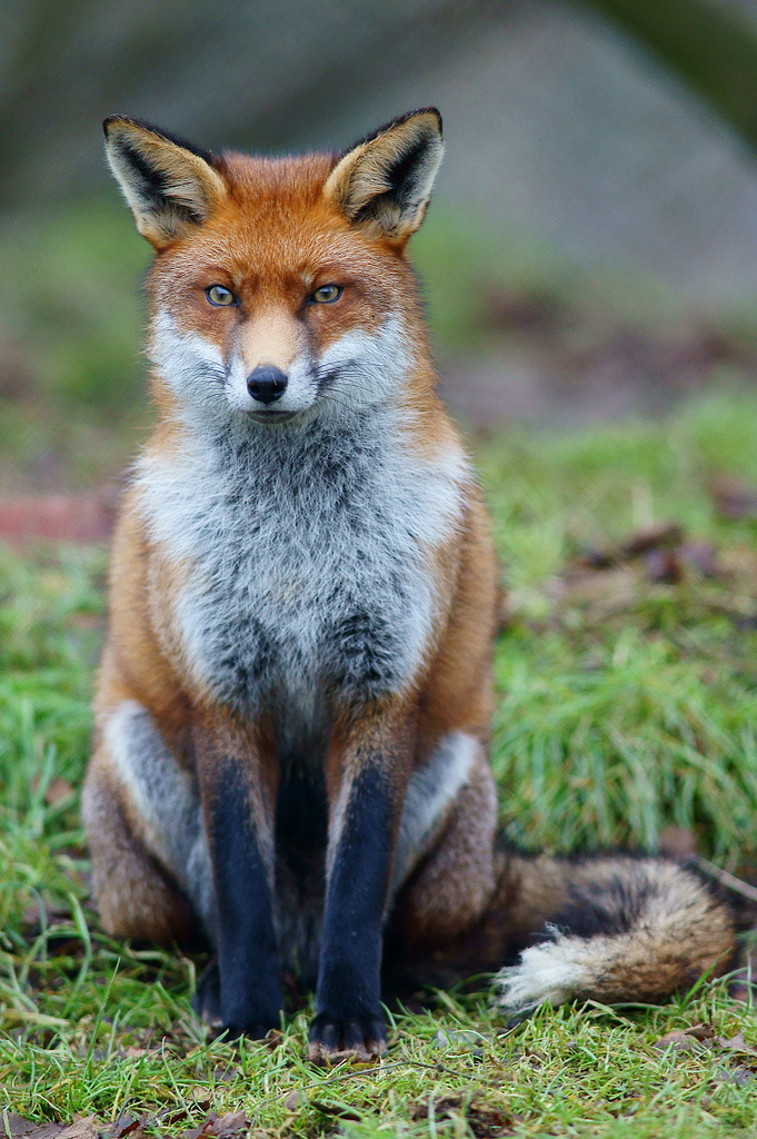 Fox_study_6